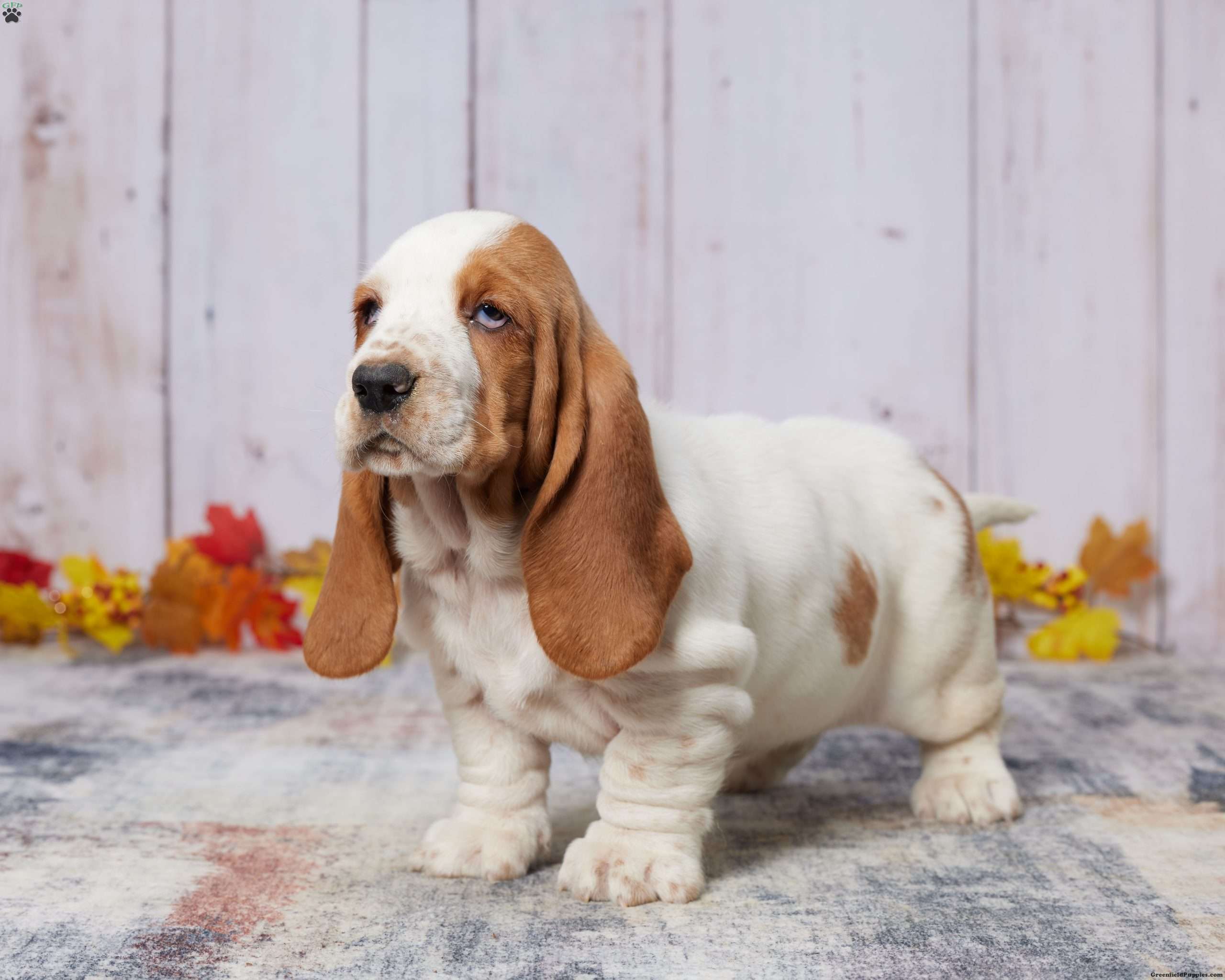 Sally Basset Hound Puppy For Sale in Ohio